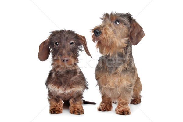 Two miniature Wire-haired dachshund dogs Stock photo © eriklam