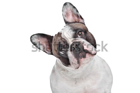 [[stock_photo]]: Français · bulldog · blanche · chien · portrait · cute