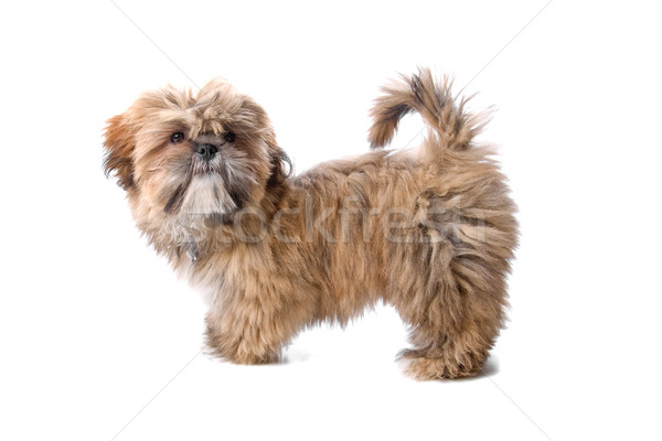 maltese puppy Stock photo © eriklam