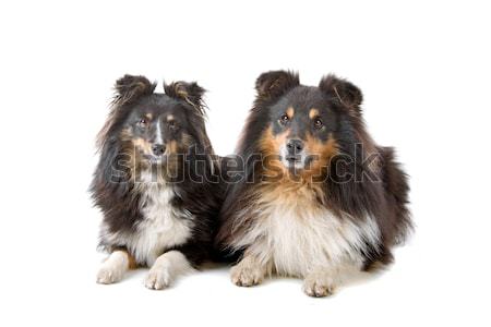 two cute shetland sheepdogs Stock photo © eriklam
