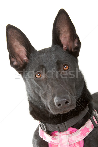  head of a belgian shepherd (malinois)dog Stock photo © eriklam