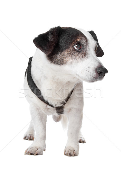 Terrier aislado blanco perro retrato jóvenes Foto stock © eriklam