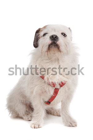 Gemischte Rasse Hund weiß Stock foto © eriklam