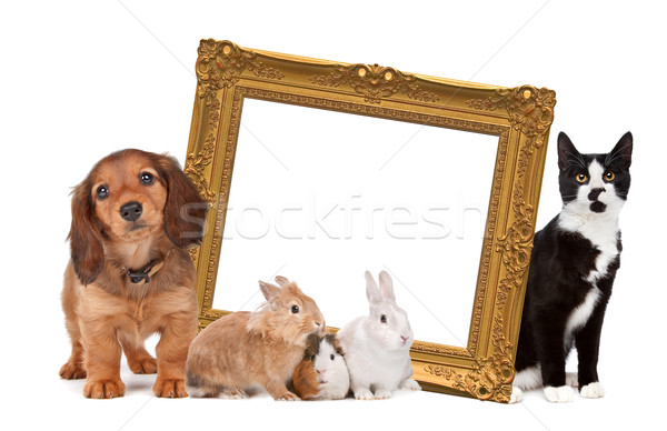 group of pets standing around a golden picture frame Stock photo © eriklam
