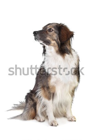 Gemengd ras hond witte achtergrond dier Stockfoto © eriklam