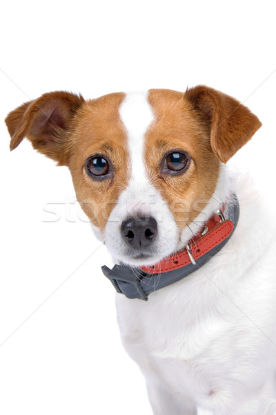 Head of Jack Russel Terrier dog Stock photo © eriklam