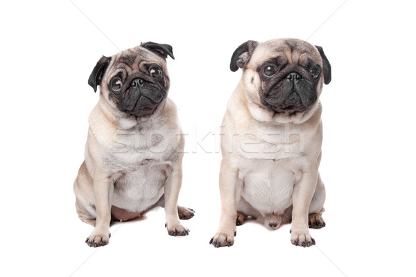 Stock photo: two pug dogs