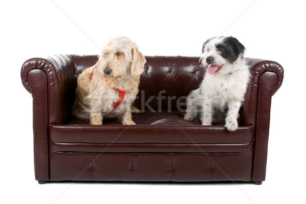 Iki karışık köpekler oturma yukarı Stok fotoğraf © eriklam