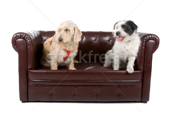 Foto stock: Dos · mixto · raza · perros · sesión · hasta