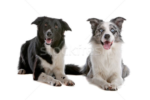 two border collie sheepdogs Stock photo © eriklam