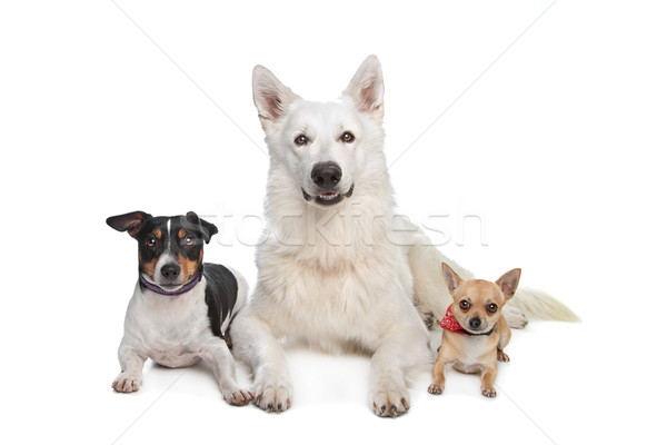 chihuahua,white shepherd and a jack russel terrier Stock photo © eriklam