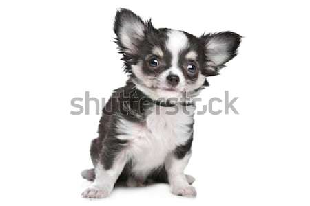 [[stock_photo]]: à · poil · long · chiot · blanche · jeunes · animal · fond · blanc