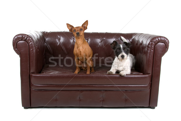 miniature pinscher and a jack russel terrier dog  Stock photo © eriklam