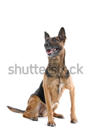 [[stock_photo]]: Mixte · chien · pasteur · drôle