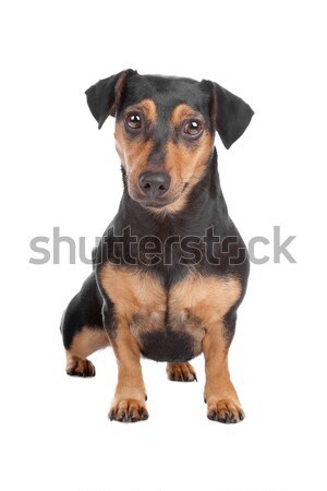 Jack Russel Terrier dog Stock photo © eriklam