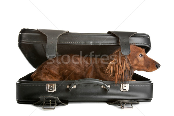собака чемодан восхитительный мнение небольшой непослушный Сток-фото © eriklam