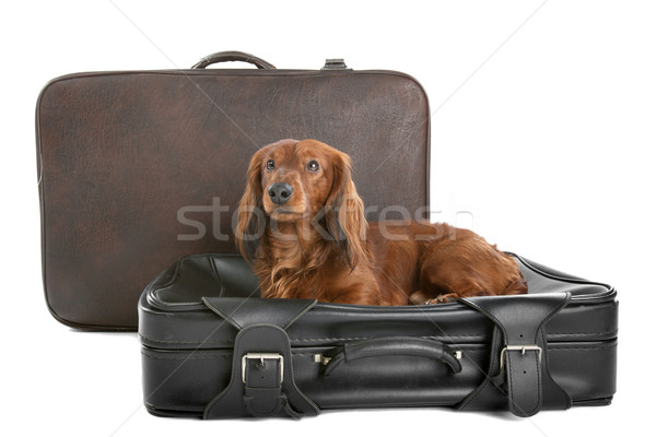 Hond koffer verrukkelijk klein ondeugend Stockfoto © eriklam