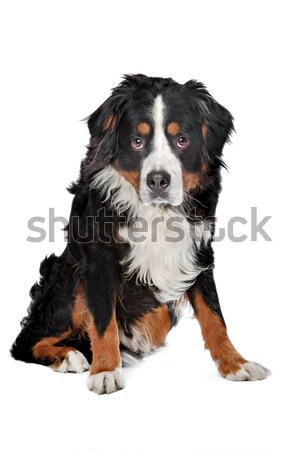 Bernese Mountain dog Stock photo © eriklam