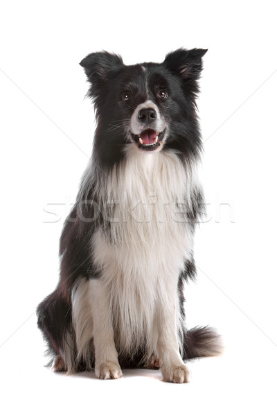 Border collie isolato bianco cane confine Foto d'archivio © eriklam