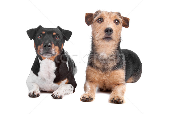 Stockfoto: Terriër · gemengd · ras · hond · geïsoleerd · witte