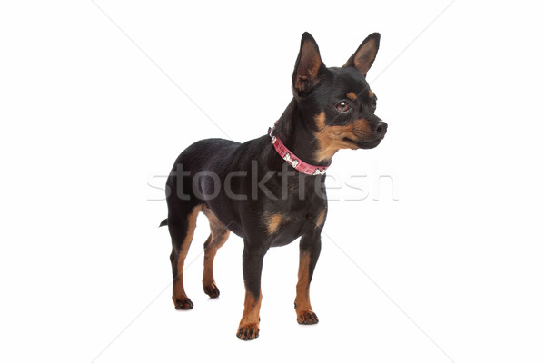 Miniature Pinscher Stock photo © eriklam