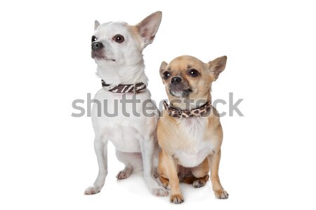 great dane harlequin and a Chihuahua Stock photo © eriklam