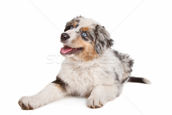 Australian Shepherd Stock photo © eriklam