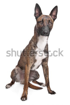 Stockfoto: Hond · witte · dier · bruin · binnenshuis