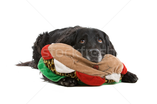 black mixed breed dog (half setter) Stock photo © eriklam