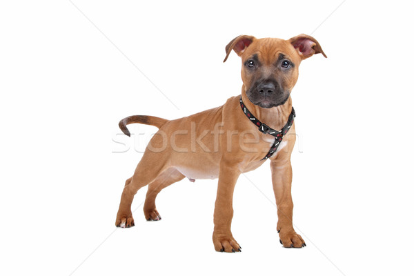 Staffordshire terrier kutya fehér izolált barna emlős Stock fotó © eriklam