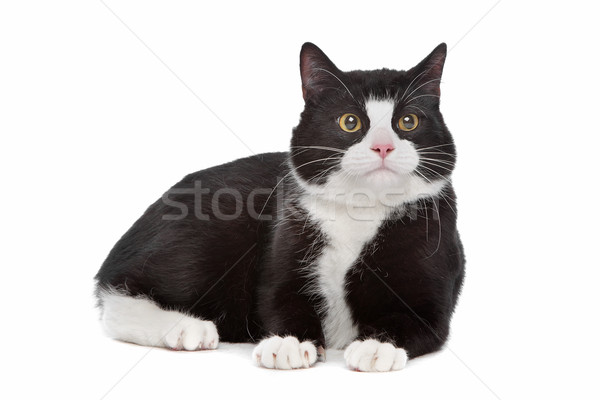 Stock photo: black and white cat