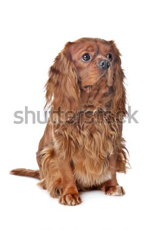 Estándar de pelo largo dachshund blanco estudio Foto stock © eriklam