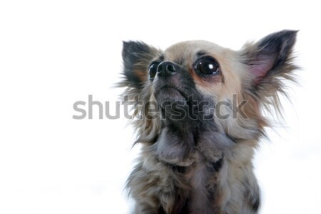 Cute Hund Sitzung nachschlagen isoliert weiß Stock foto © eriklam