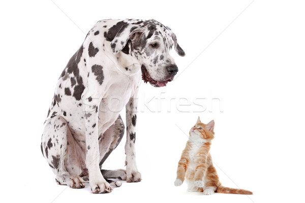 Foto stock: Gato · cão · branco · olhos · casal · preto