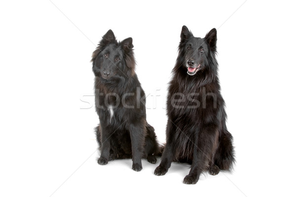 Due cani nero dai capelli lunghi Belgio pastore Foto d'archivio © eriklam