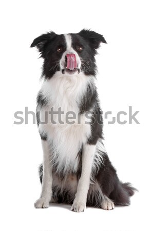 Border collie isolato bianco cane confine Foto d'archivio © eriklam