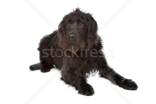 Foto stock: Cão · estúdio · mamífero · canino · poodle