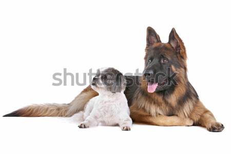çoban karışık köpek beyaz güvenlik Stok fotoğraf © eriklam