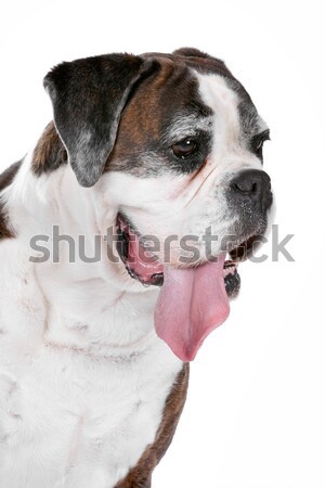 great dane harlequin Stock photo © eriklam