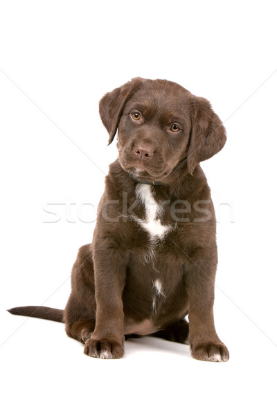 Chocolate labrador retriever cachorro sessão olhando câmera Foto stock © eriklam