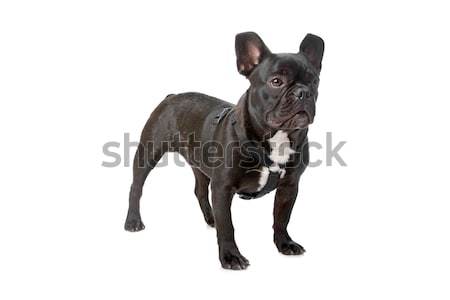 french bulldog (frenchie) Stock photo © eriklam