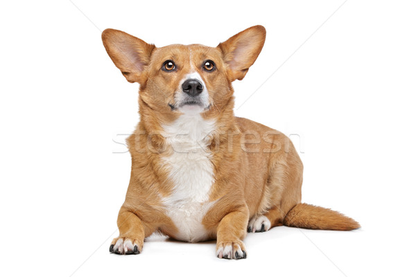Gemengd ras hond herder dier Stockfoto © eriklam