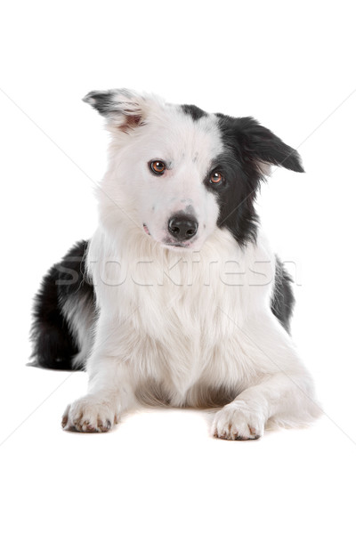 Border collie isolato bianco cane confine Foto d'archivio © eriklam