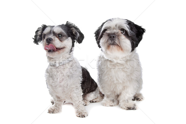 Zwei gemischte Rasse Hunde weiß Kreuz Stock foto © eriklam