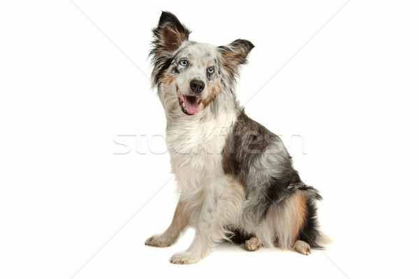 ボーダーコリー 牧羊犬 白 犬 動物 スタジオ ストックフォト © eriklam