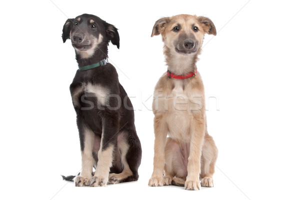 two whippet puppy dogs Stock photo © eriklam