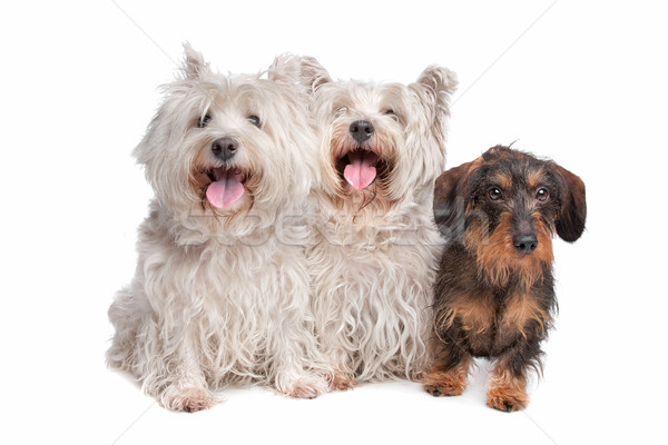 Foto stock: Dois · ocidente · branco · terrier · arame · bassê