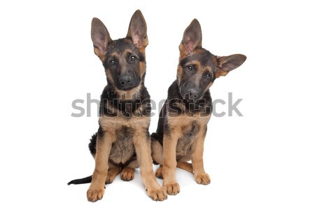 Deux pasteur chiots blanche chien jeunes [[stock_photo]] © eriklam