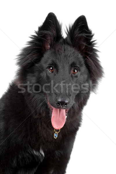 Belgian long haired shepherd dog, Groenendael Stock photo © eriklam