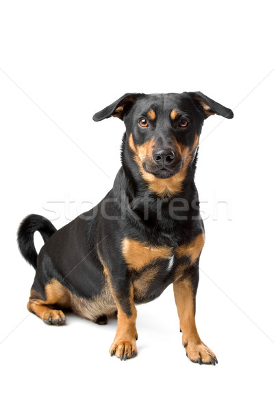 Stock photo: black and tan jack russel terrier dog 